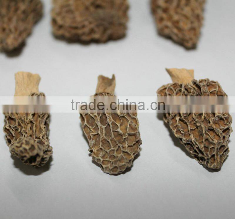 Wholesale Price Rare Edible Dried Morchella esculenta Morel Mushroom