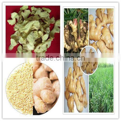 GAP Certified Manufacture Fresh Ginger in Season