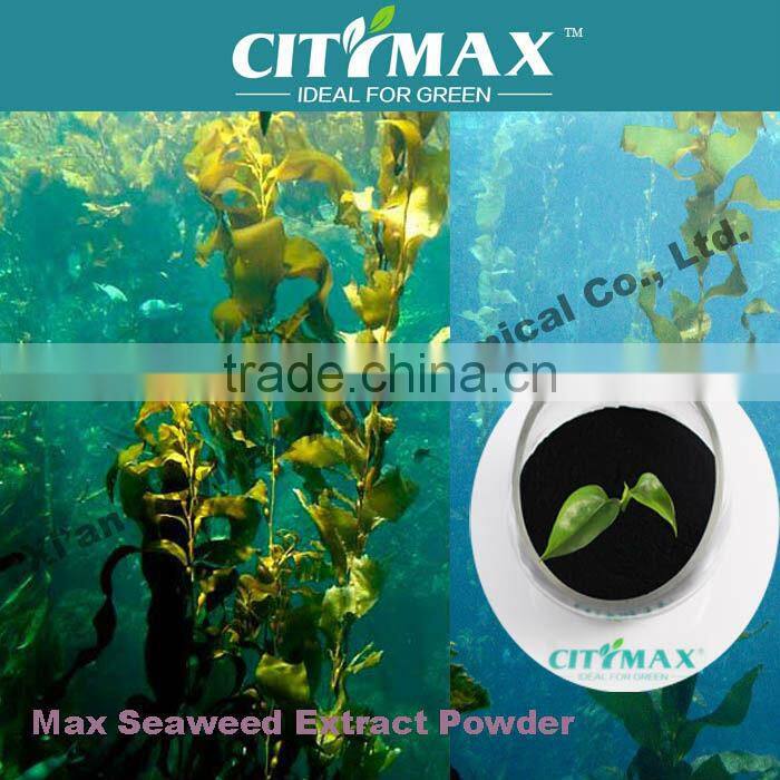 HOT!!! Strong soluble seaweed bio fertilizer