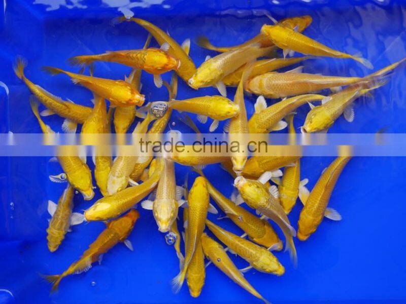 Ogon Koi carp fish wholesale in Thailand