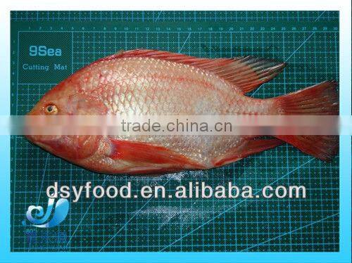 Frozen whole red tilapia fish in small size
