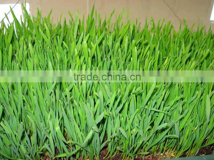 hydroponic sprouting barley machine/barley breeding