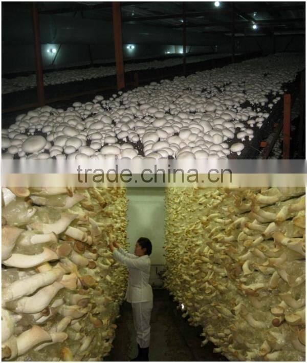 Edible mushrooms production edible mushroom production line