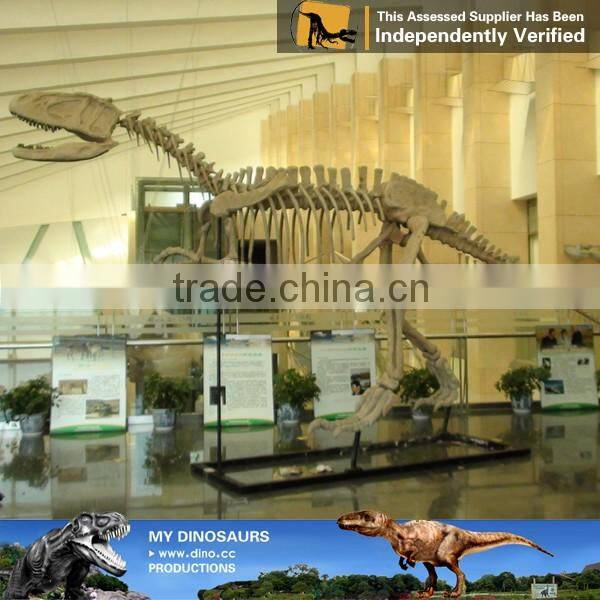 MY Dino-C030 Life size dinosaur skeleton model for sale