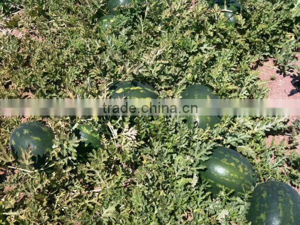 Fresh Sweet watermelon