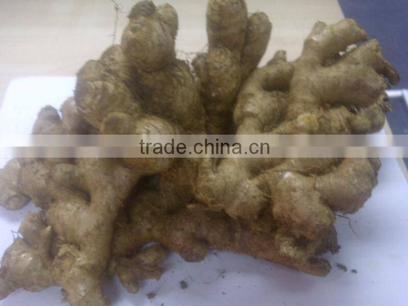VIETNAM FRESH GINGER