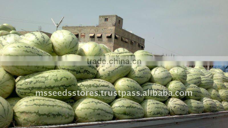 ANARKALI Hybrid Watermelon Seeds