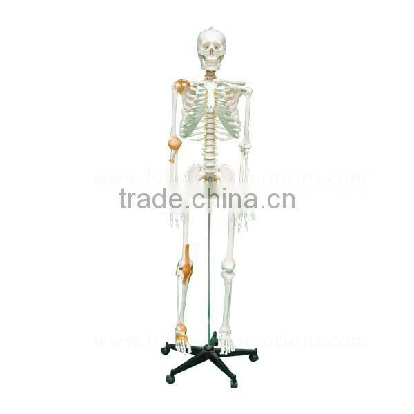 170cm Human Body Anatomy Bone Skeleton Model