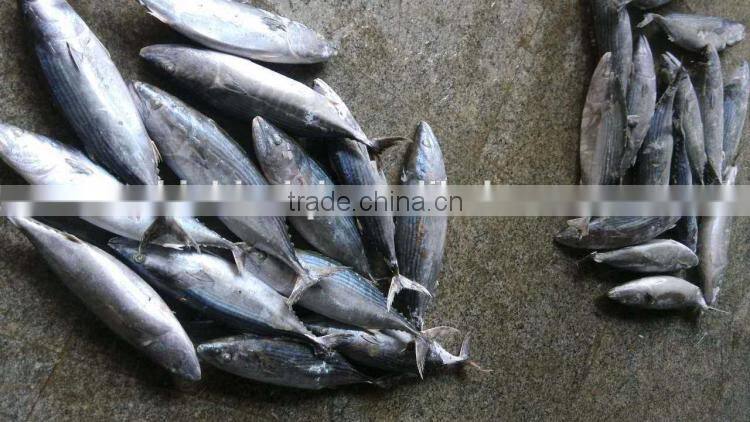 frozen bonito sarda sarda 750-1000G