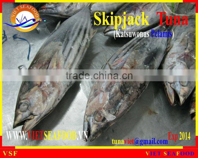 W/R FROZEN SKIPJACK TUNA