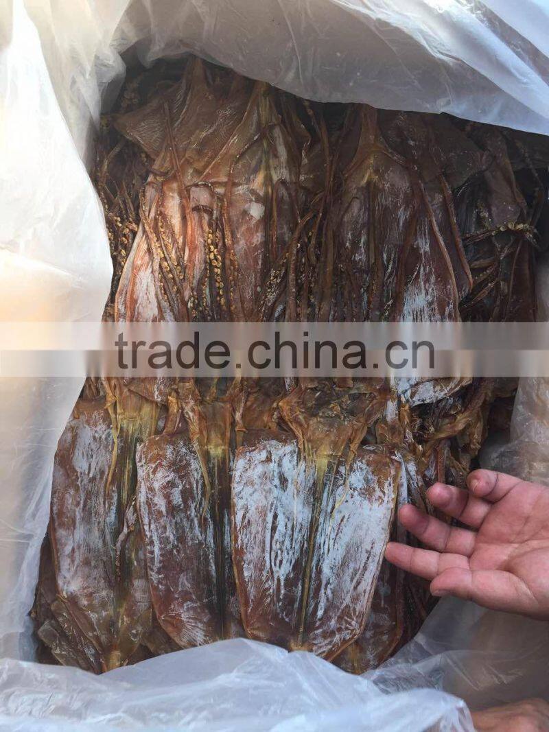 dried illex squid