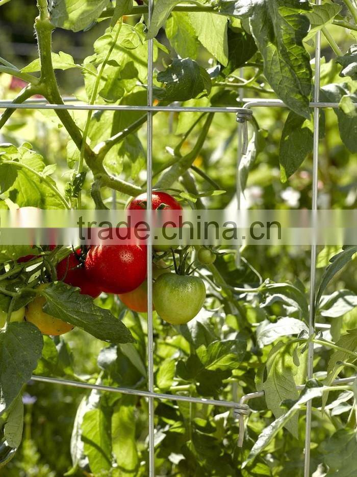 china FY brand produce circle tomato cages plant support for export