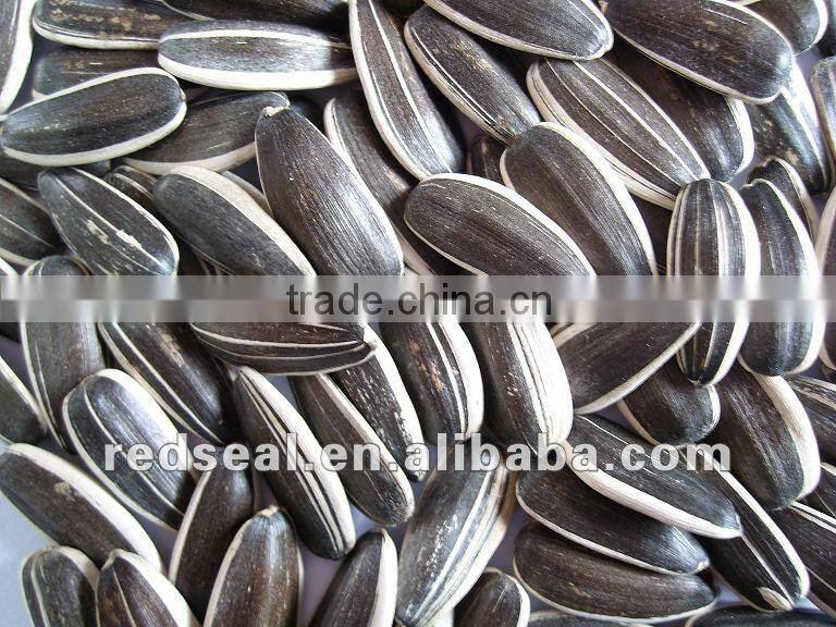 2014 White Sunflower seeds