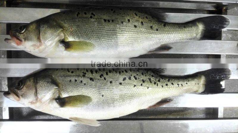 Frozen Seabass/chilean Seabass Fish Fillet