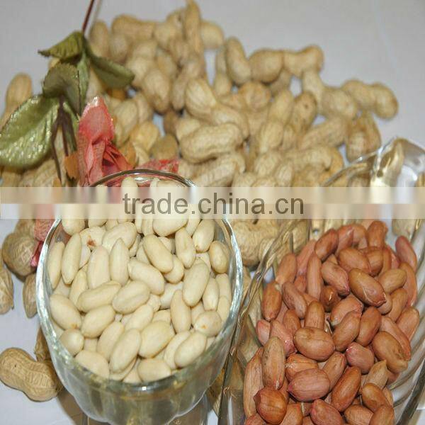 Chinese high quality Peanut in shell/without shelled