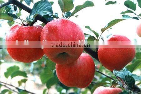flexible pack canned apple competitive price