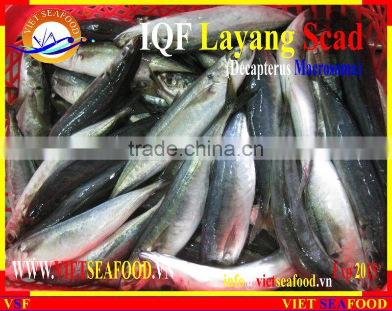 IQF LAYANG SCAD WHOLE ROUND