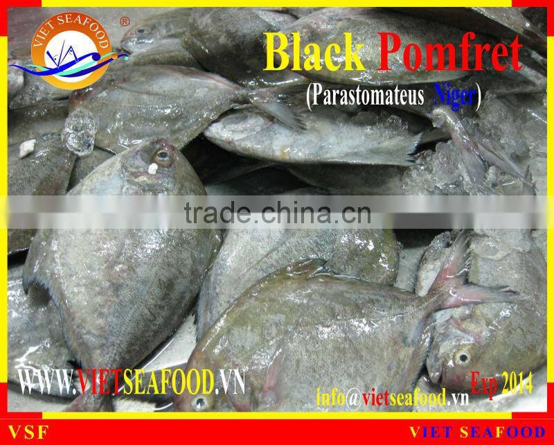 W/R FROZEN BLACK POMFRET