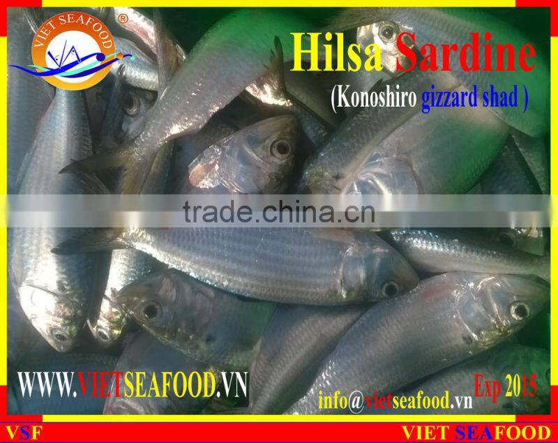 FROZEN DOTTED GIZZARD SHAD FISH