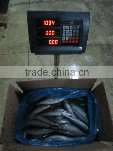 new coming 200-300g WR frozen mackerel (pacific mackerel)