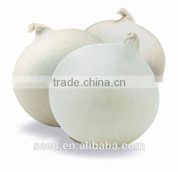 White Beauty No.1 chinese hybrid white onion seed