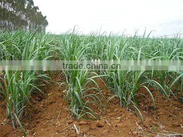 2016 high quality sugarcane planter/sugar cane planting machine made in China