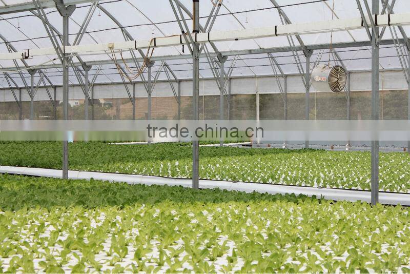 hydroponic NFT growing system greenhouse