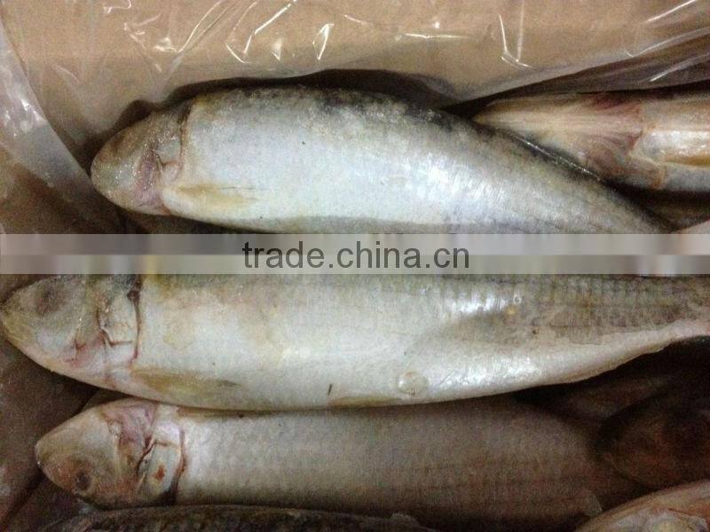 Frozen Sardines WR 8-10pcs/kg fishing