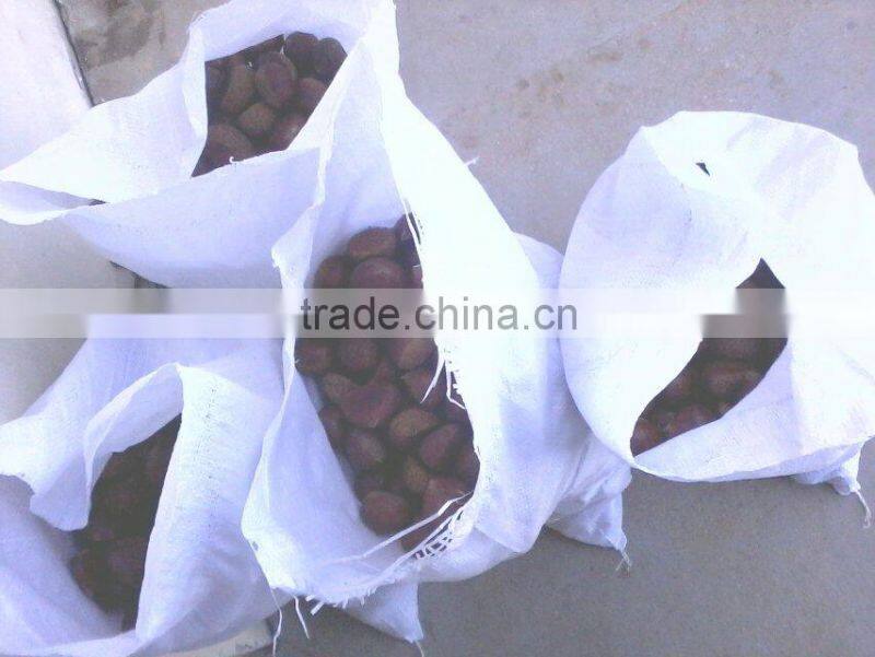 high quality 5kg gunny bag fresh chinese chestnut for Jordan