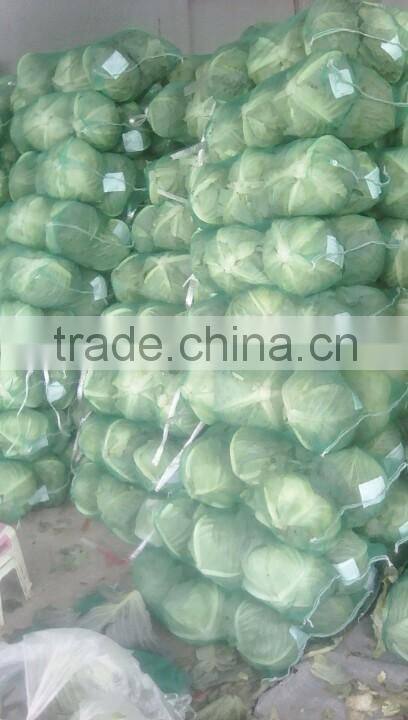 GIMEX VIETNAM FRESH CABBAGE CHEAP