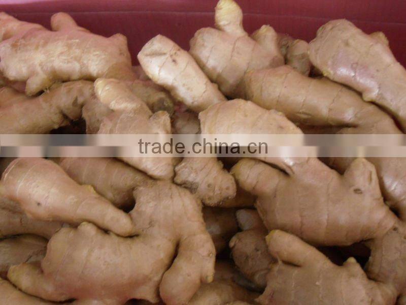 Good qualtity chinese fresh gingers