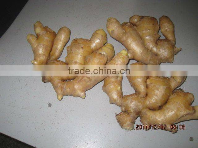 Chinese cheaper fresh ginger