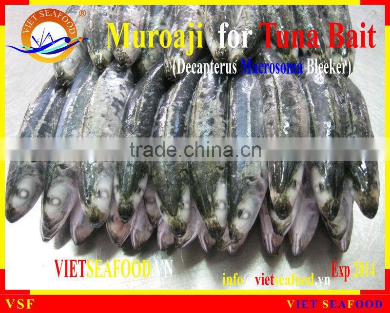 MUROAJI FOR TUNA BAIT