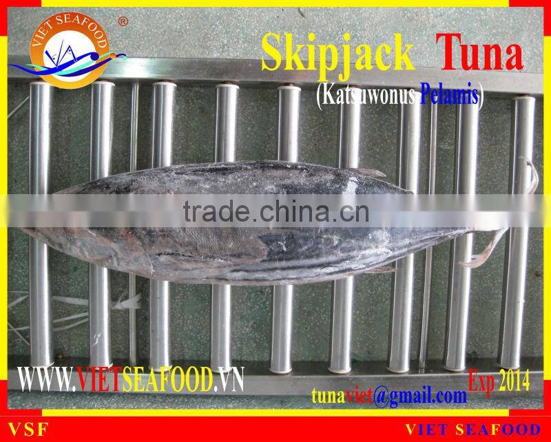 FROZEN SKIPJACK TUNA W/R