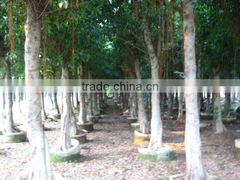 Ficus Nitida landscaping trees for outdoor