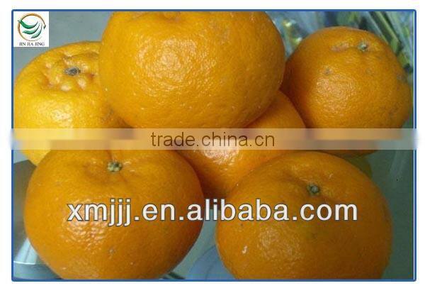 citrus fruits Orange Export Company