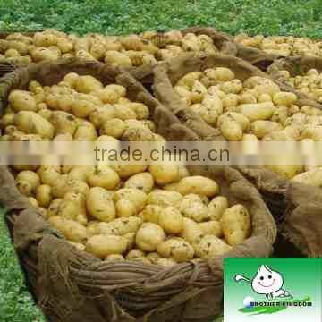 new crop fresh potato