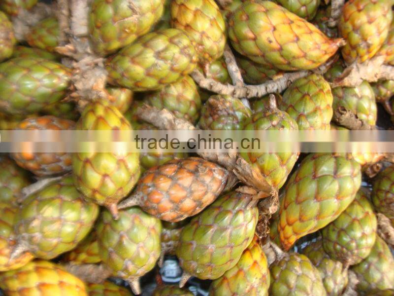 Raw Cow Horns in Nigeria