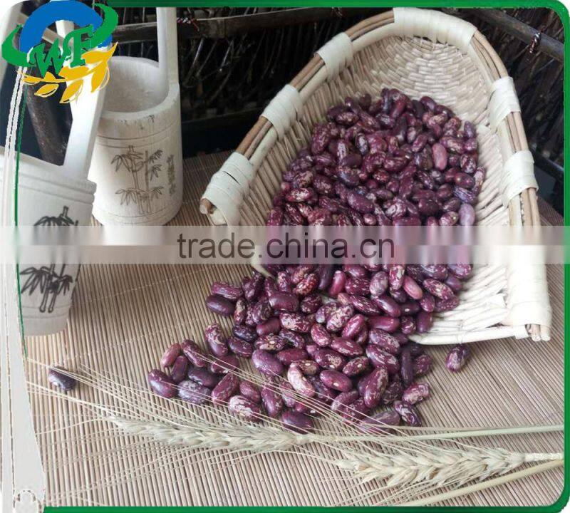 2015 Purple Speckled Kidney Beans