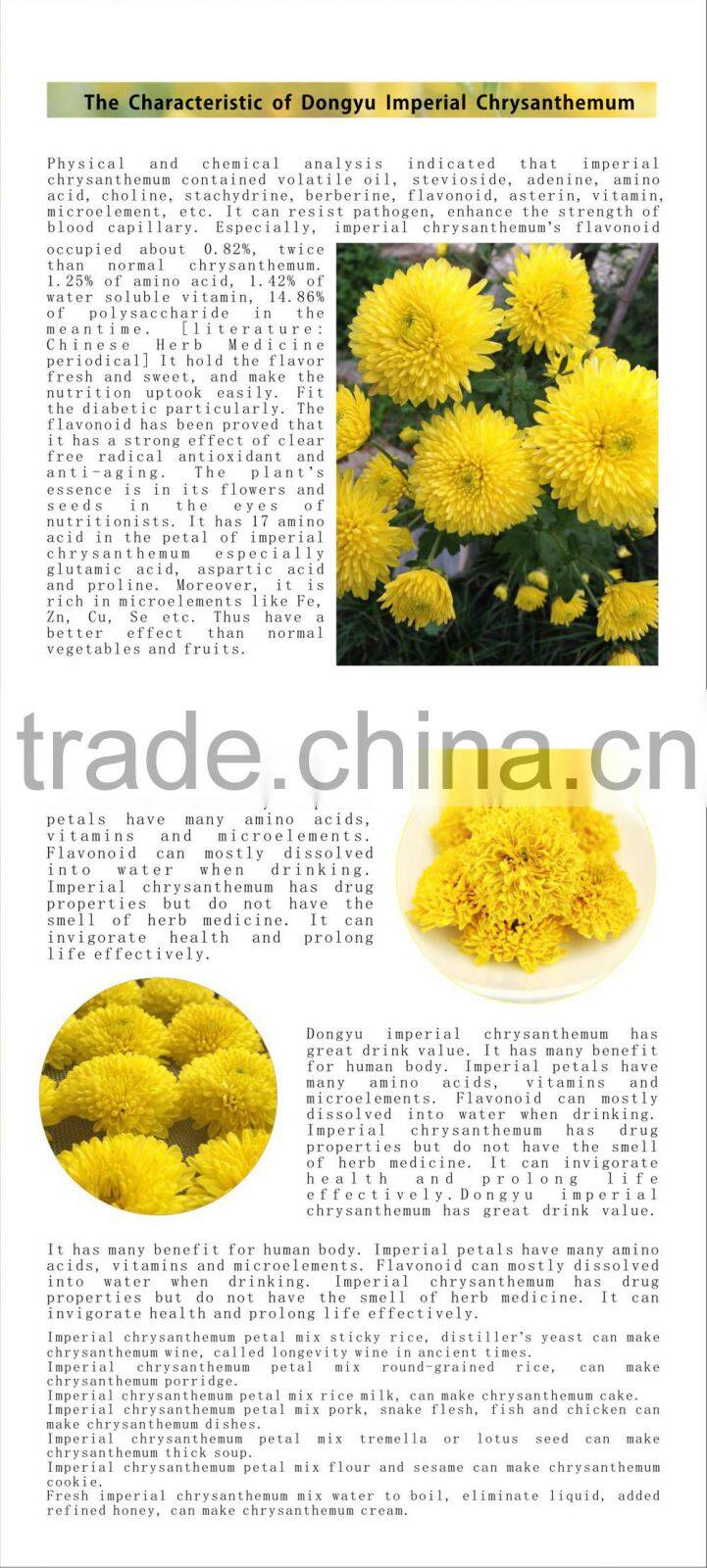 ancient Chinese tea chrysanthemum drink tcm medicine