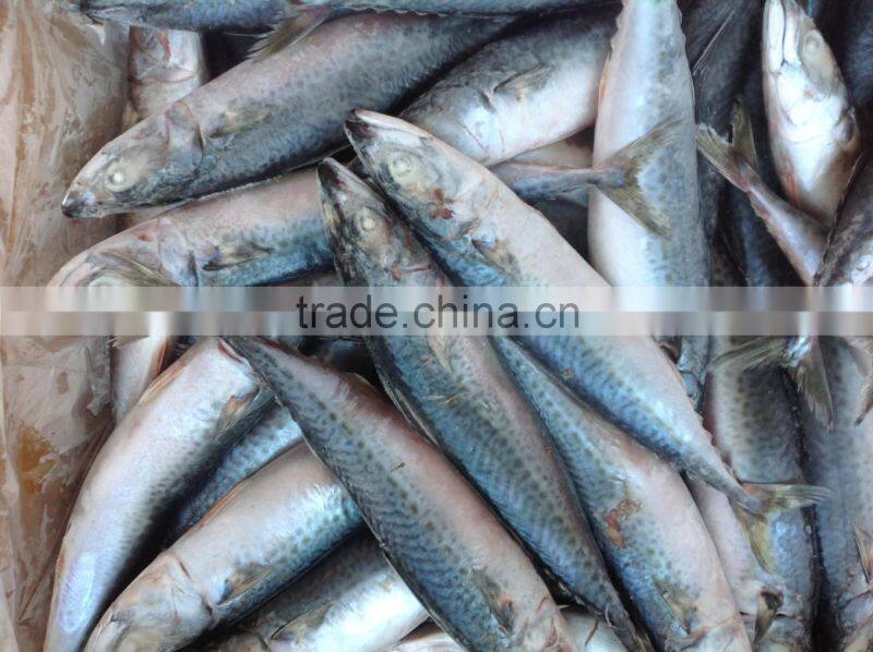 WR frozen mackerel 200-300g for sale
