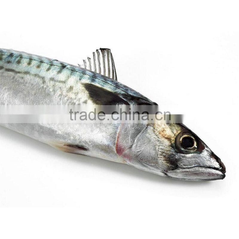 High quality sea frozen fish mackerel wholesale