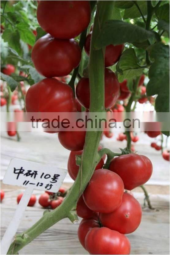 Super High Yield Top Quality Hybrid F1 Indeterminate Growth Big Pink Tomato Seeds For Growing-Zhong Yan No.10