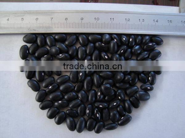 low price of black kidney beans for selling and export