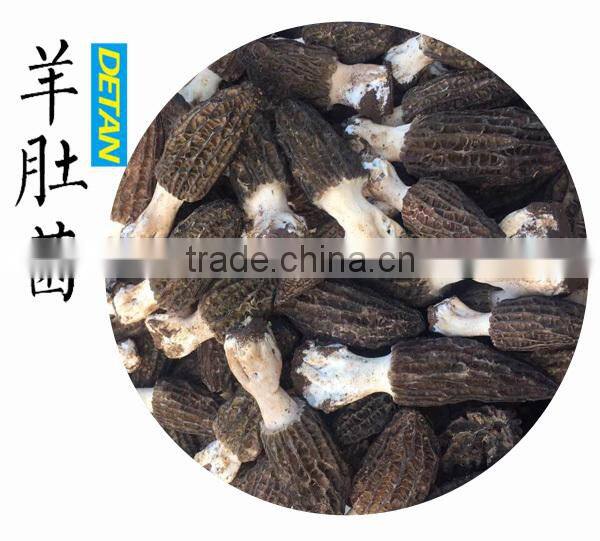 dry stemless morchella esculenta for buyers