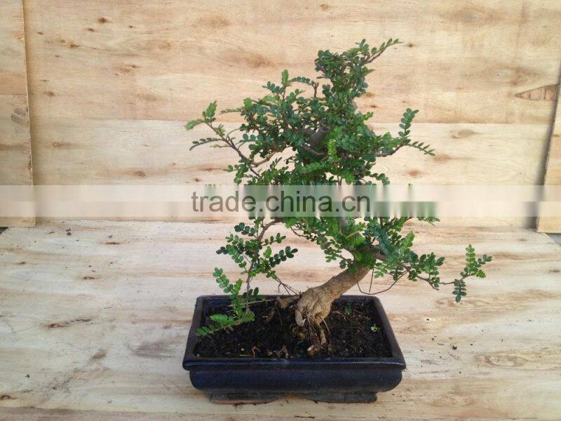 Zanthoxylum Odorum bonsai S shape