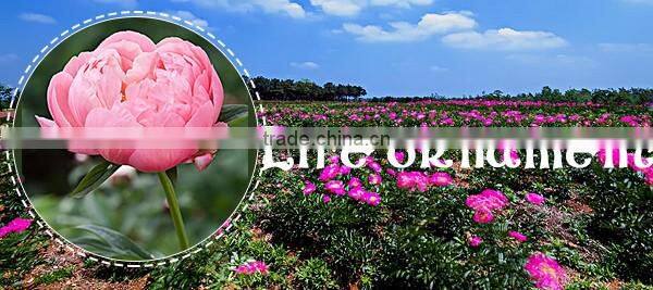 MY TEST Herbaceous Peony Plant Root