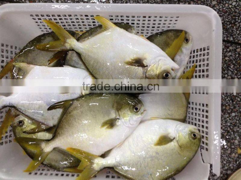 frozen bulk golden pomfret fish