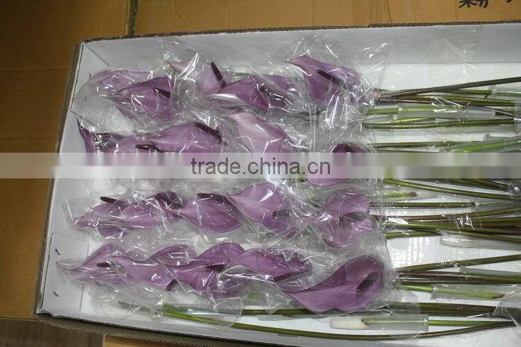 Pure and mild flavor newest 100% fresh cut antirrhinum