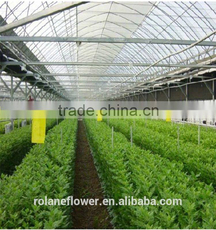 New Wedding Bouquet Cut Flower Chrysanthemum Miniature With 10 Stems/Bundle Supermarket Chrysanthemum Flower With 0.5kg/Bundle C